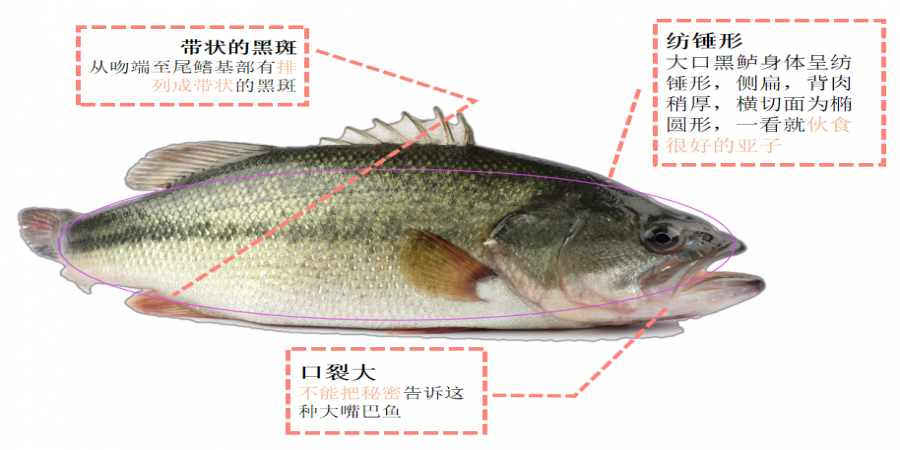 文末福利丨你是“社恐”吗？鲈鱼弱弱地举起了手